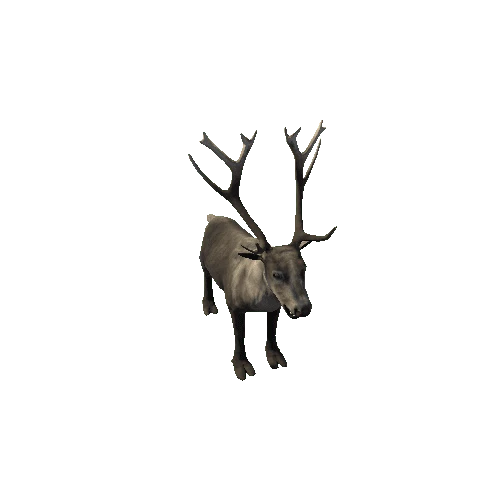 Reindeer_RM_FV _LP (Fur3)